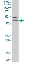 Monoclonal Mouse anti-Human TCF7 Antibody (clone 2E9, WB)