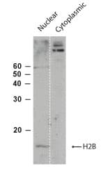 IHC-plus™ Histone H2B Antibody (aa111-125)