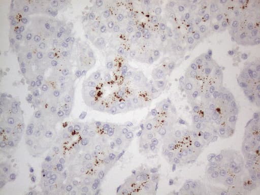 ZNF217 Antibody (aa730-1048, clone OTI2B4, Carrier-free)