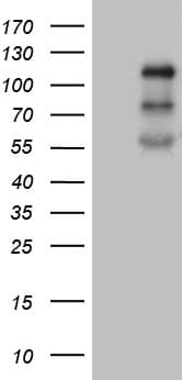 PLK4 / SAK Antibody (aa307-612, clone OTI3G10, Carrier-free)