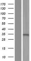 ALS2CR1 / NIF3L1 Protein (Over-Expression Lysate Myc-DDK (Flag))