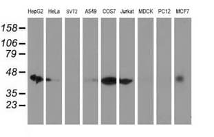 DNAJA2 Antibody (clone OTI1G9)