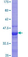 Human SPRYD7 / C13orf1 Protein (Recombinant GST)