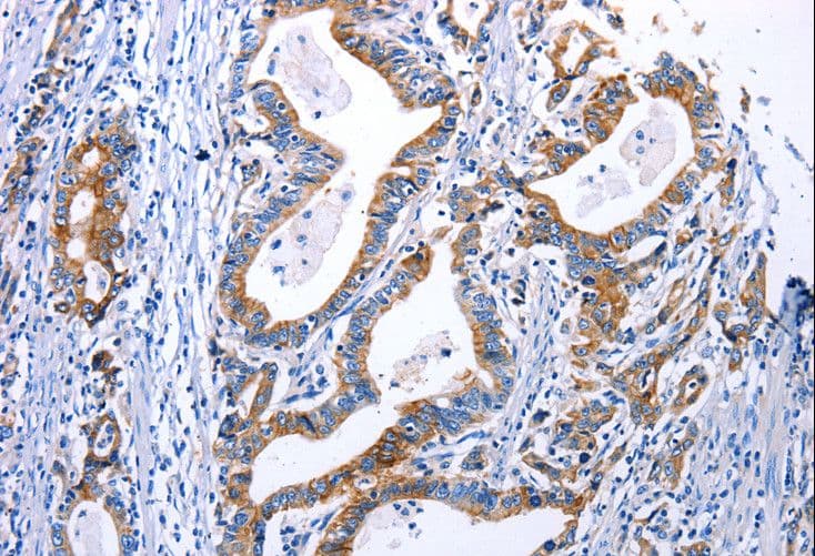 Polyclonal Rabbit anti-Human DRD4 / Dopamine Receptor D4 Antibody (IHC, WB)