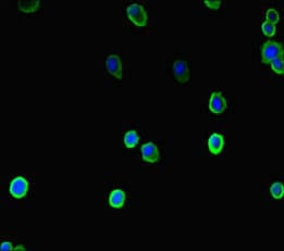 COMMD10 Antibody
