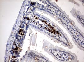 BrdU Antibody (clone 2A6)