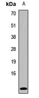 UCN2 / SRP Antibody