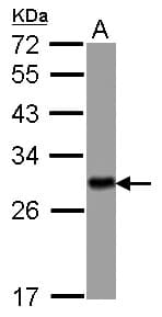 Polyclonal Rabbit anti-Human YWHAH / 14-3-3 Eta Antibody (WB)