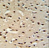 Polyclonal Rabbit anti-Human SCG2 / Secretogranin II Antibody (aa246-274, IHC, WB)
