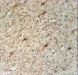 GFAP Antibody