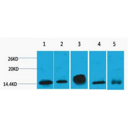 Monoclonal Mouse anti-Human Histone H2B Antibody (clone Mix, WB)