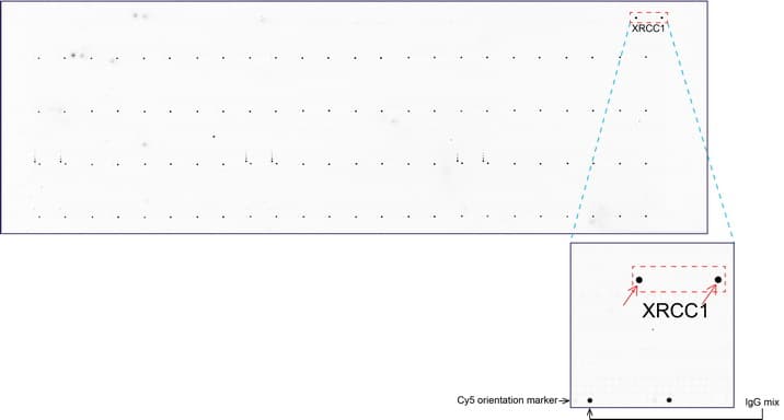 XRCC1 Antibody (clone UMAB40)