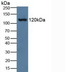Complement C3a Antibody (aa672-748, Cy3)