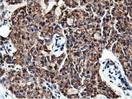 NT5DC1 Antibody (clone OTI3H2)