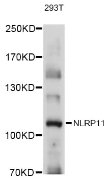 NLRP11 Antibody