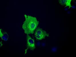 IGF2BP2 Antibody (clone OTI5G3)