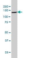Monoclonal Mouse anti-Human PCDH8 Antibody (clone 6A8, WB)
