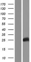 BHLHE23 / BHLHB4 Protein (Over-Expression Lysate Myc-DDK (Flag))