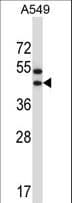OR56A1 Antibody (aa289-318)