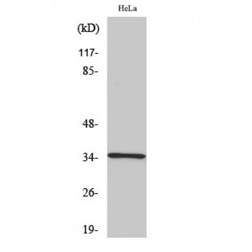 Polyclonal Rabbit anti-Human OR51E1 Antibody (210-290 aa, C-terminal, IF, WB)