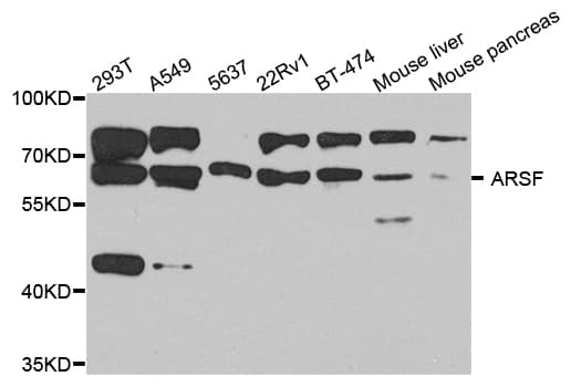 ARSF / Arylsulfatase F Antibody