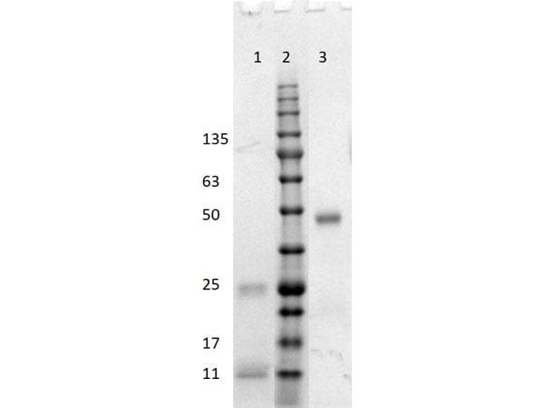 Goat Anti-Human IgG Secondary Antibody