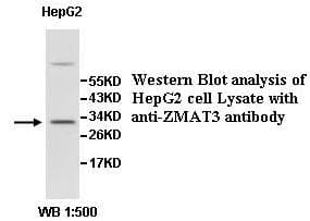ZMAT3 Antibody (aa1-289)