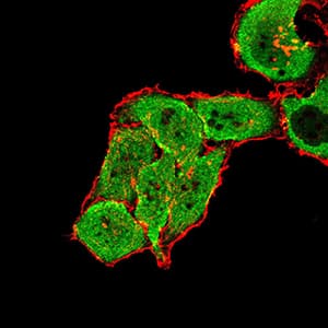 Monoclonal Mouse anti-Human GRM7 / MGLUR7 Antibody (clone 7G8D3, IHC, WB)