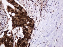 PCNA Antibody (clone OTI3D6)