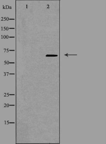 Polyclonal Rabbit anti-Human CDC40 Antibody (IF, WB)