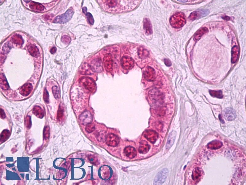 IHC-plus™ ZEB2 / SIP-1 Antibody (aa521-534)