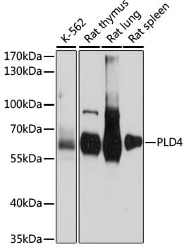 PLD4 / Phospholipase D4 Antibody
