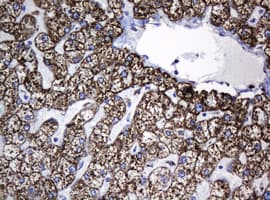 HSPD1 / HSP60 Antibody (clone OTI6F11, Carrier-free)
