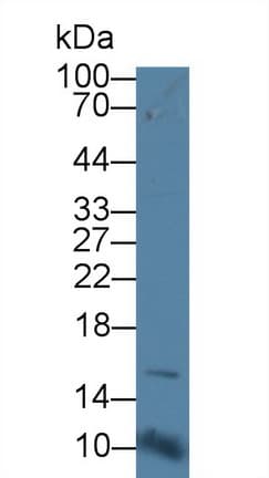 CD164 Antibody (aa24-160)