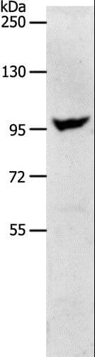 NFAT1 / NFATC2 Antibody