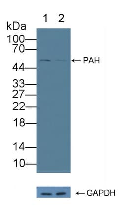 PH / PAH Antibody (aa1-226)