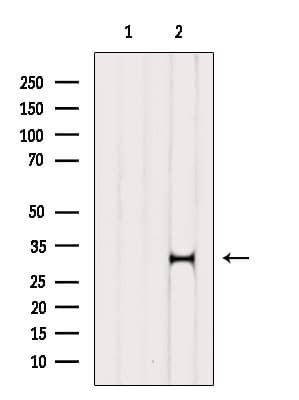 HDGFRP3 Antibody