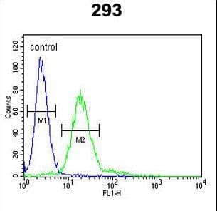 PALS2 / MPP6 Antibody (aa360-388)