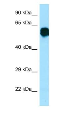 CR1L / CRRY Antibody (aa274-323)