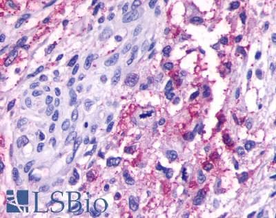 PathPlus™ OPN5 / Neuropsin Antibody (C-Terminus)