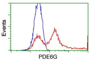 Monoclonal Mouse anti-Human PDE6G / PDE6 Gamma Antibody (clone OTI1E11, WB)