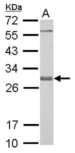IHC-plus™ BCL2L1 / BCL-XL Antibody (aa1-208)