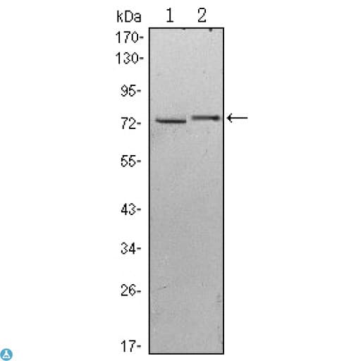 KLHL13 Antibody