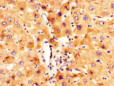 COLEC10 Antibody (aa28-277)