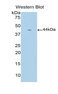 Polyclonal Rabbit anti-Mouse CSF3 / G-CSF Antibody (aa55-206, WB)
