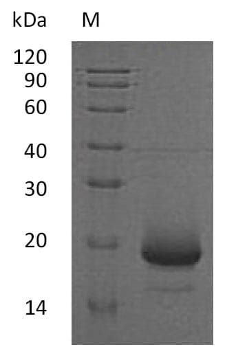 Human IL4 Protein (Recombinant 6His, C-terminus)
