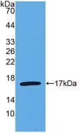 IL4 Antibody