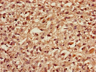 MBD3 Antibody