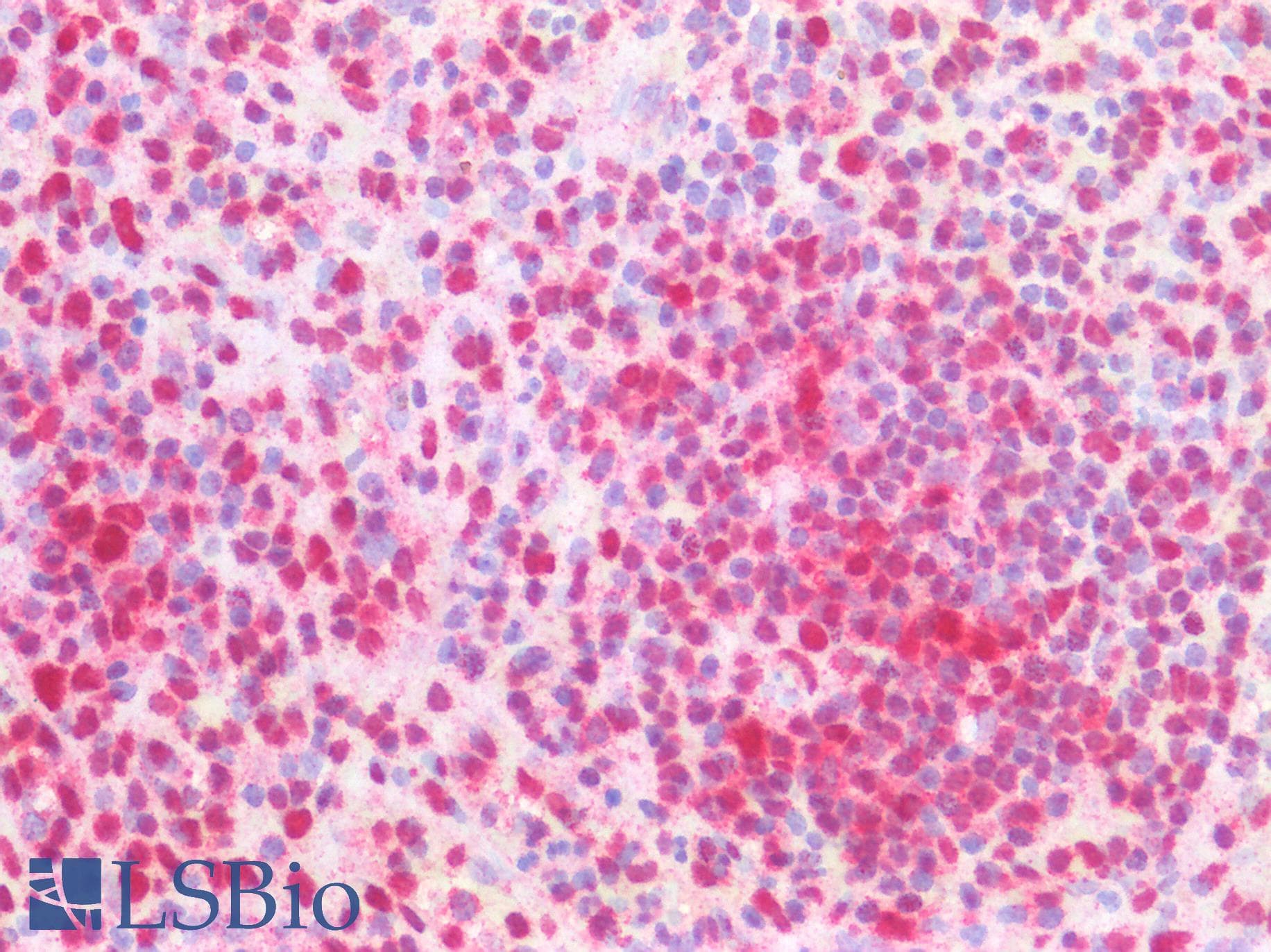 PathPlus™ FBXW7 / FBW7 Antibody (aa1-354, clone 13H4)