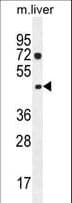 NIPAL1 Antibody (aa381-410)